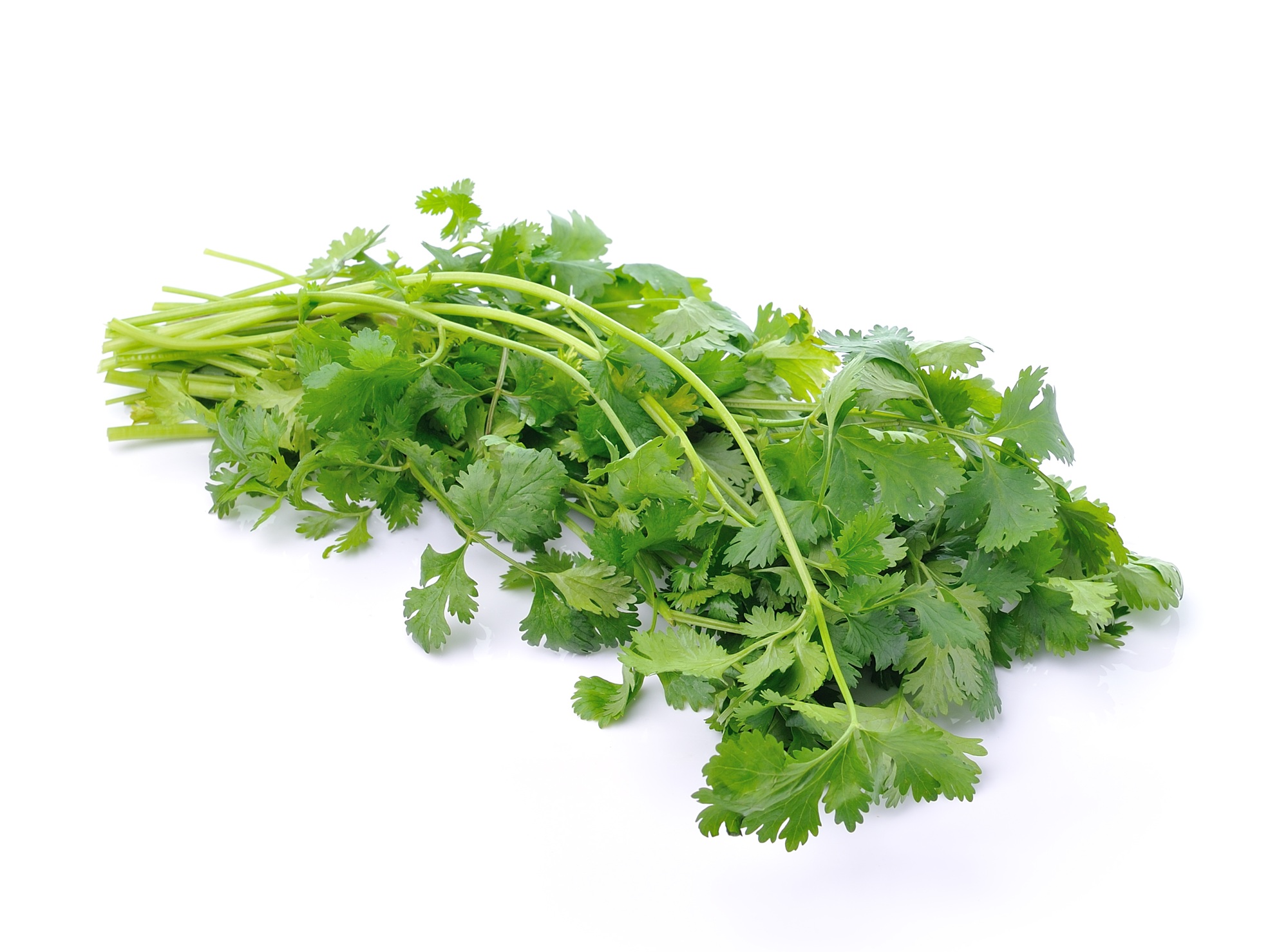 Coriander 